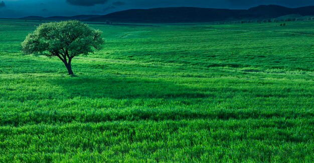 Lonely tree in a green grass field at dusk