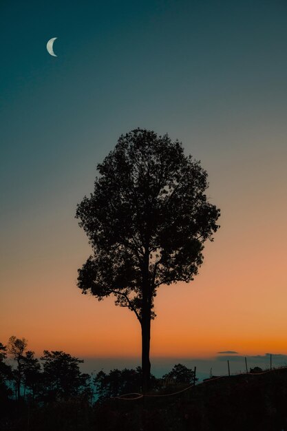 夕日の月と山に生える孤独な木