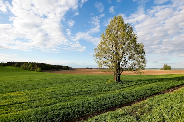 Lonely tree growing on the territory of an agricultural field