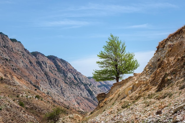 Albero solitario che cresce in cima alla roccia. pascoli d'alta quota in primavera. colorato paesaggio verde con albero solitario sulla collina rocciosa diagonale su sfondo blu cielo nuvoloso.
