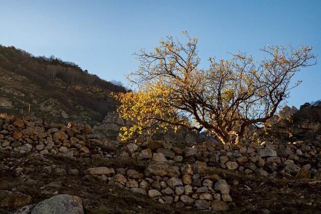 Lonely tree grows on rocky slope in cloudy mountains