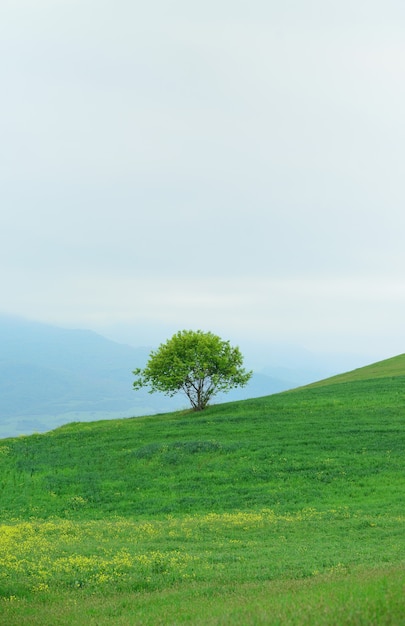 Foto albero solitario su una collina