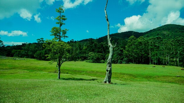 Lonely Tree in Indian Forest