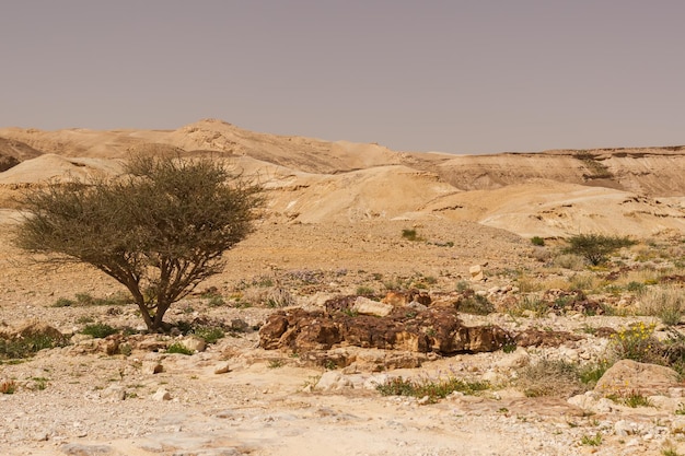 Lonely tree in the Judean desert in Israel