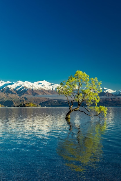 The Lonely tree of Lake Wanaka and snowy Buchanan Peaks South Island New Zealand