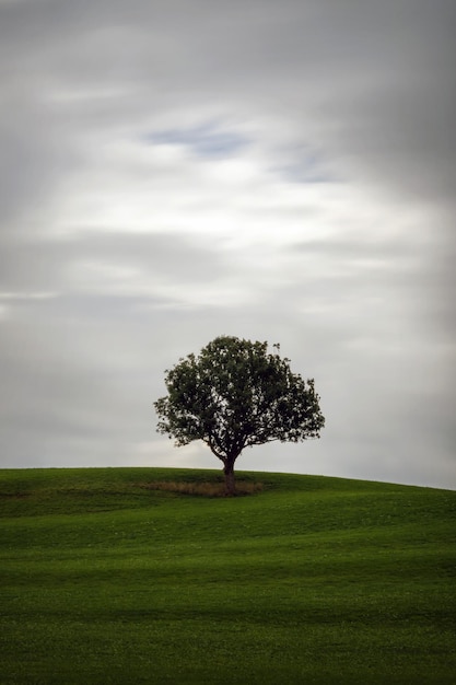 Lonely tree on a meadow with moving clouds