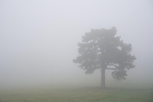 Lonely tree in a mist