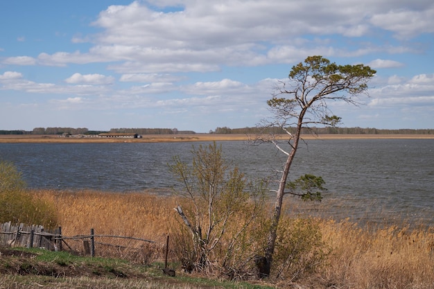 lonely tree near the lake