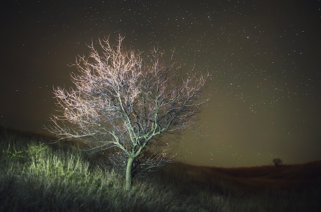 Одинокое дерево и ночное небо