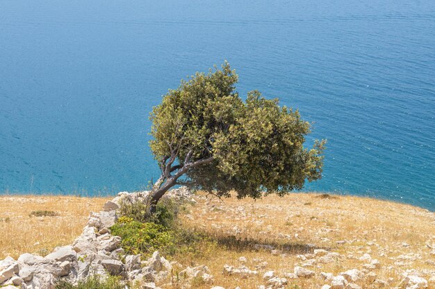 사진 푸른 바다를 배경으로 산 절벽에 외로운 나무