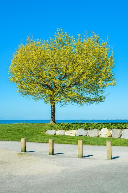 Lonely tree on pacific ocean shore peace of mind view in british columbia