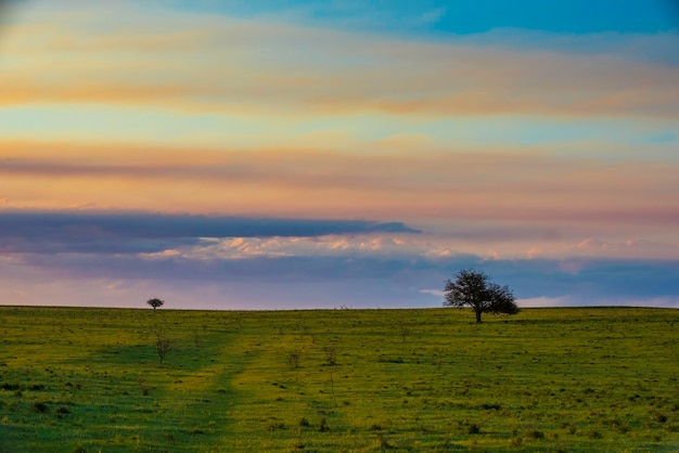 Lonely tree in the pampas plain Patagonia Argentina