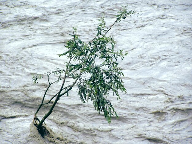 Lonely tree resisting flood