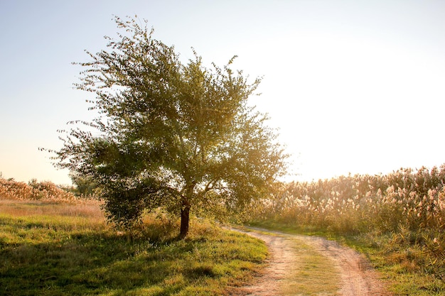 Lonely tree next to the road in the grass Scenic view