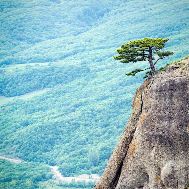 Demerdji 山クリミアの岩の上の孤独な木