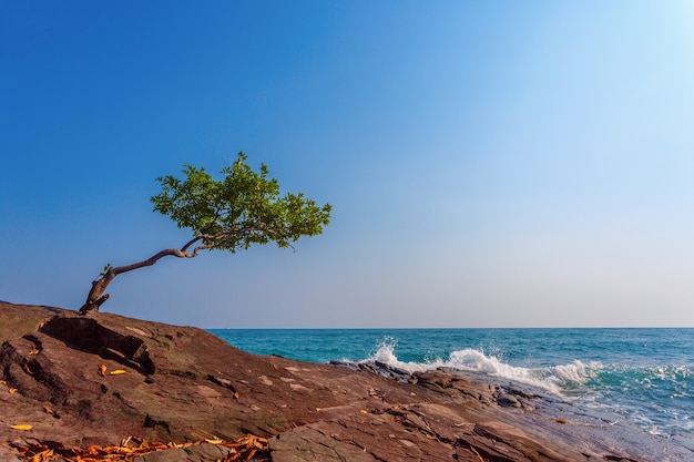 Lonely tree on a rock