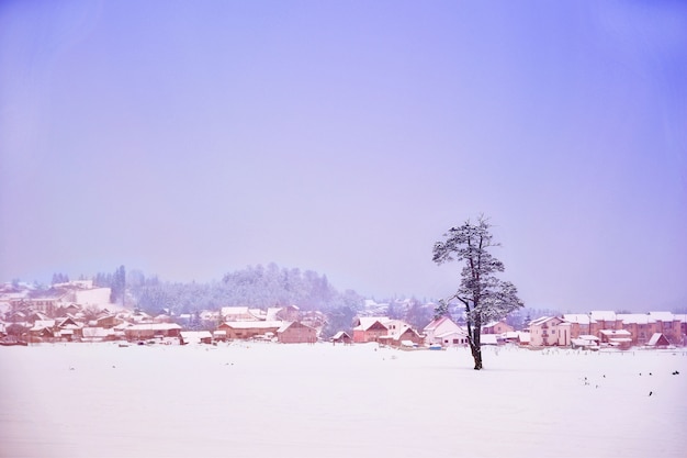 A lonely tree in a snowy winter