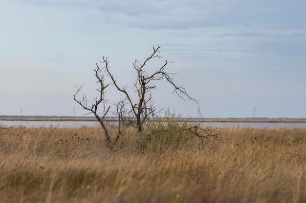 A lonely tree in the southern steppe grassland by Black sea Ukraine
