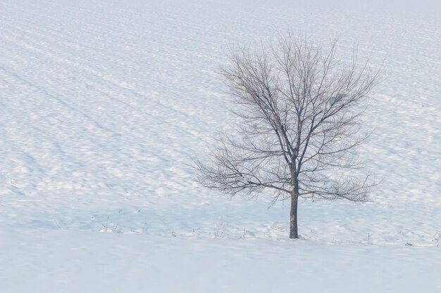 雪の冬の風景とフィールドに立っている孤独な木。