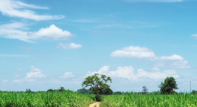 Lonely tree in sugarcane plantation in sunny