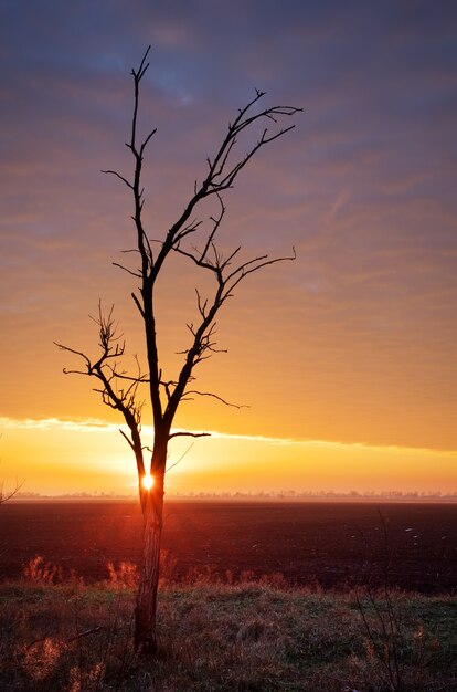 Lonely tree on sunset