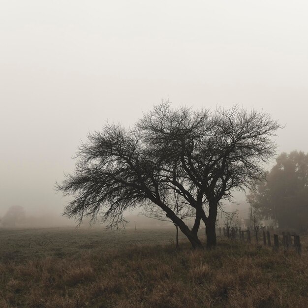 Lonely tree in thick fog at dawn in Pampas Landscape La Pampa Province Patagonia Argentina