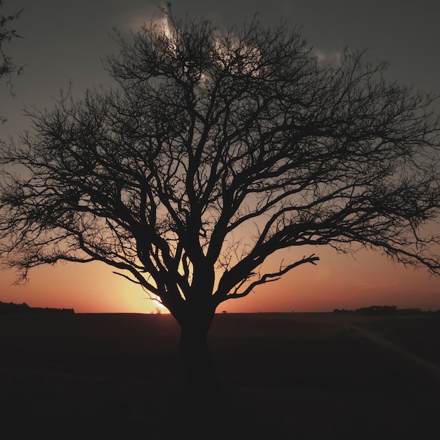 Lonely tree in thick fog at dawn in Pampas Landscape La Pampa Province Patagonia Argentina