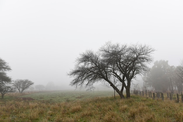 Lonely tree in thick fog at dawn in Pampas Landscape La Pampa Province Patagonia Argentina