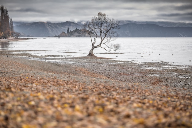 Foto albero solitario nel lago wanaka