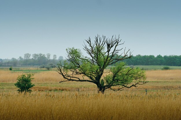 Lonely tree on the wetland