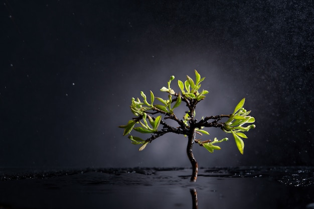 Lonely tree with green leaves after the rain