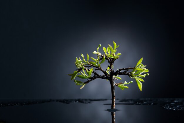 雨上がりの緑の葉と孤独な木