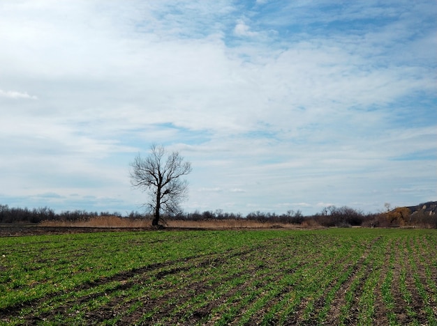 Lonely tree without leaves in the field.