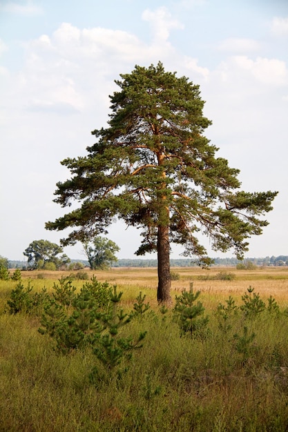 Lonely tree