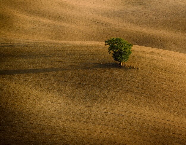 孤独な木