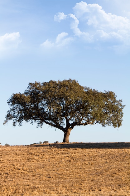 Lonely tree