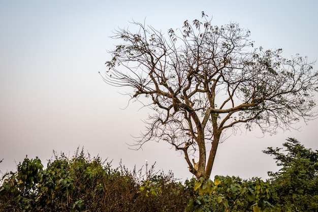 Foto un albero solitario