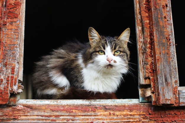 Un gatto infelice solitario si siede nella finestra