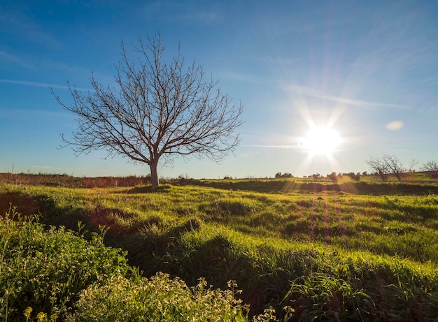 A lonely walnut tree without leaves in a field on the Greek island of Evia