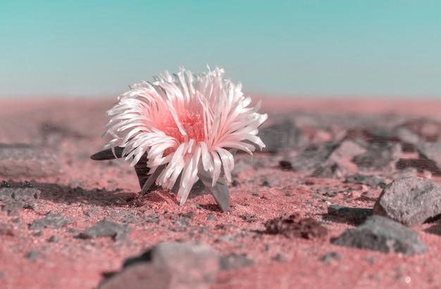 Photo lonely white flower in the desert among the stones. africa