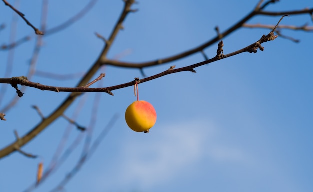 Lonely yellow and red wild apple on a bare branch on blue sky. The last apple of Fall before Winter. Autumn landscape