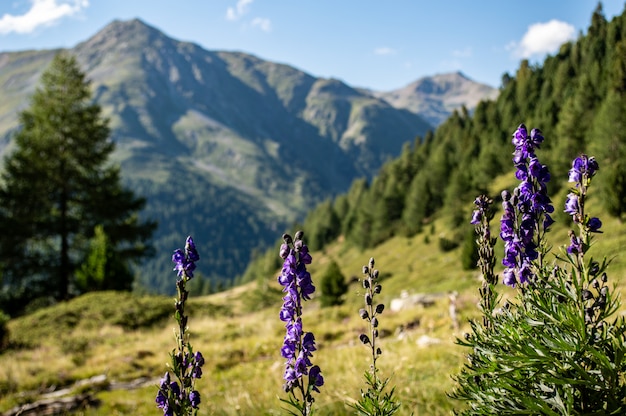 Fiori solitari