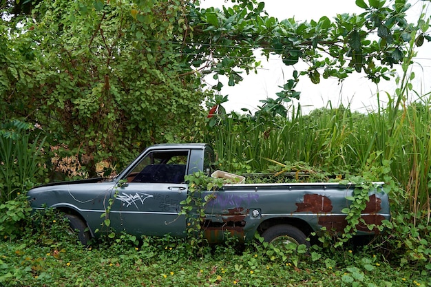 A long abandoned pickup truck in the woods has become overgrown with bushes