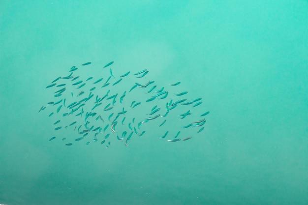 Photo long angle of blue sea and fish