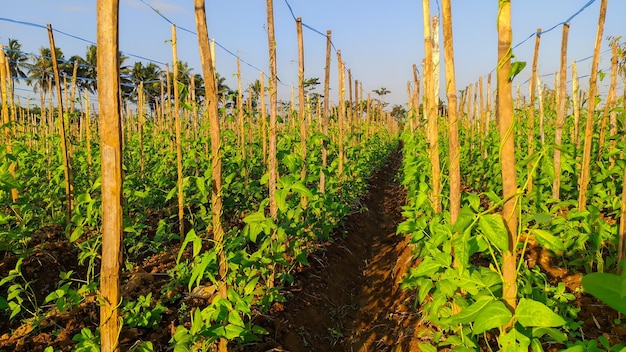 Photo long bean plantation