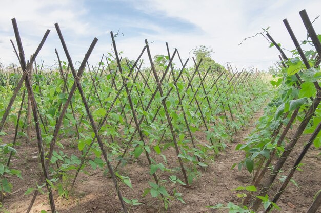 Long bean seedlings in Vegetable farm .