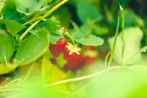 Long beds of strawberry field with fresh red strawberries