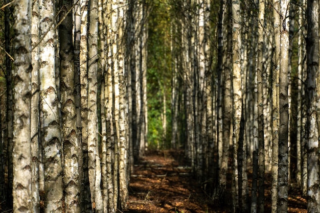A long birch grove in the Russian forest An environmentally friendly place for the preparation and collection of birch sap on an industrial scale