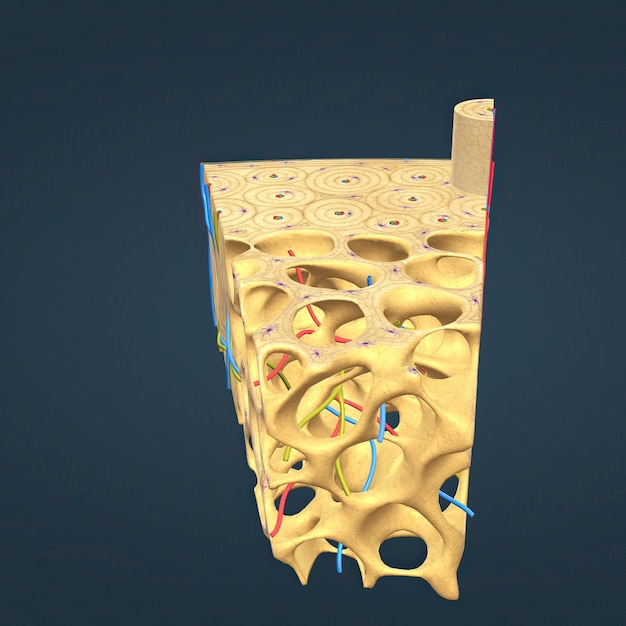 Long bone microscopic view anatomy