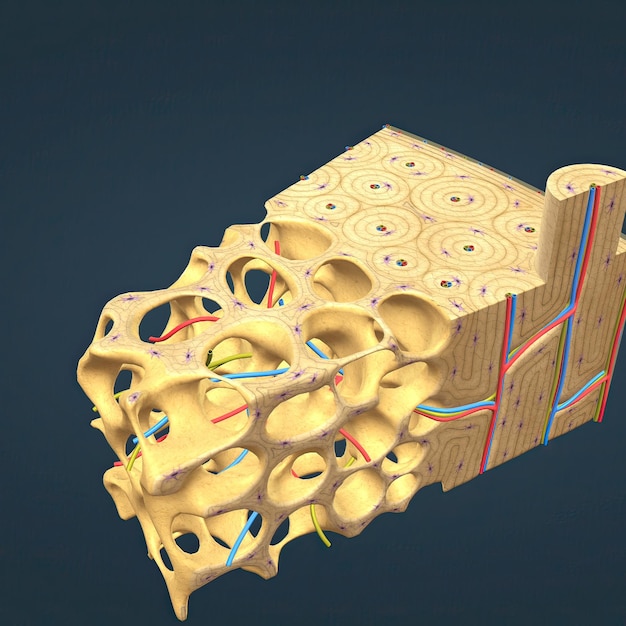 Long bone microscopic view anatomy